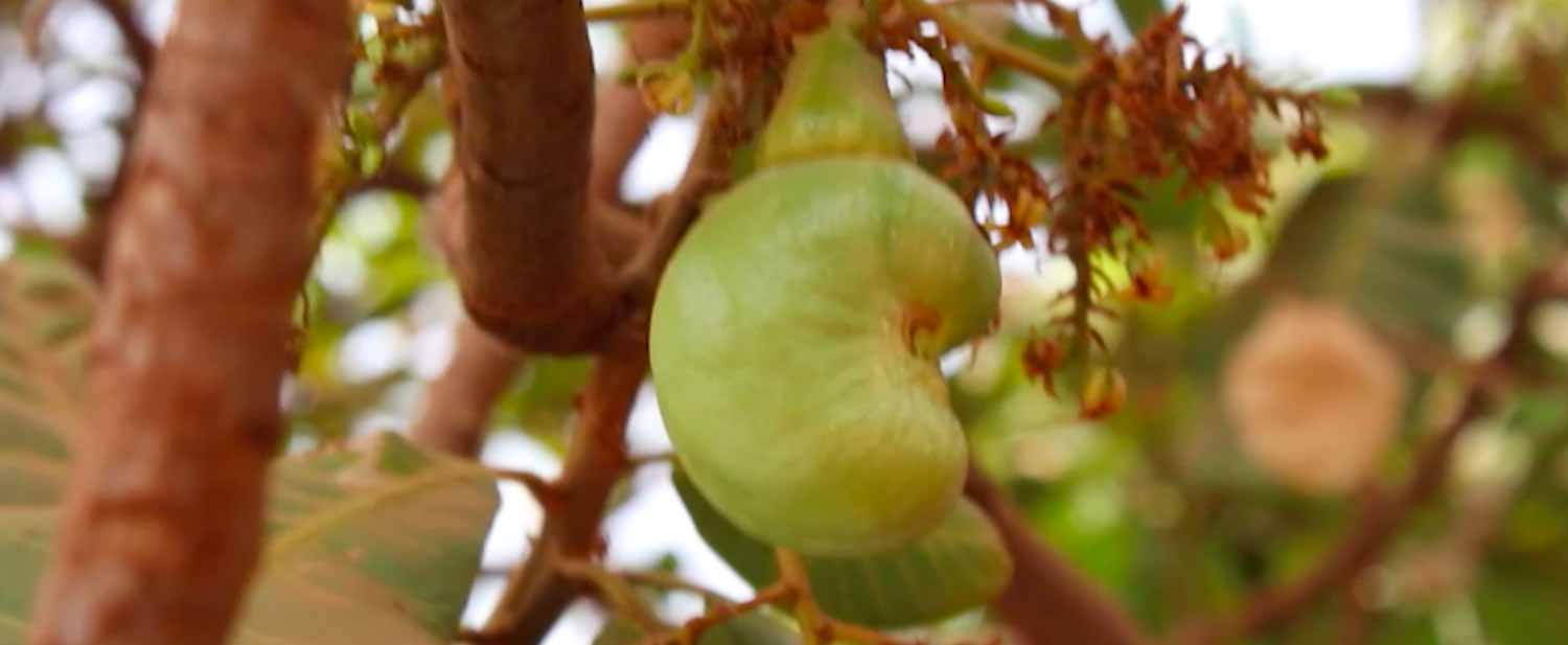 Burkina Faso: Cashew Cultivation as a Lever for Sustainable and Inclusive Rural Development